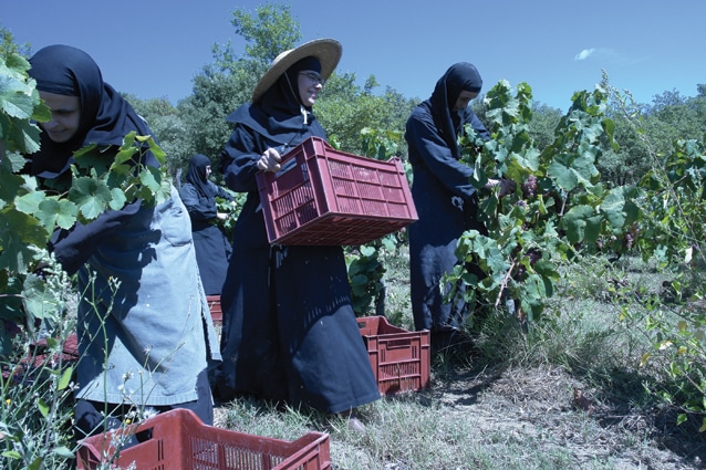 vendanges.jpg