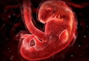 4 week fetus 300x204.jpg