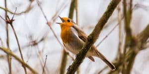 CE QUE L’OISEAU SIFFLE, L’HOMME EST CAPABLE DE LE DIRE