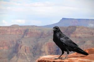 CE QUE JE VOUDRAIS DIRE AU GRAND CORBEAU