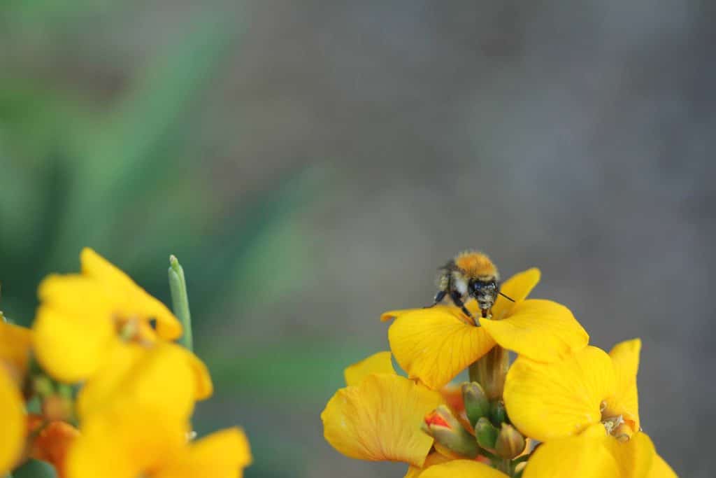 abeille.jpg