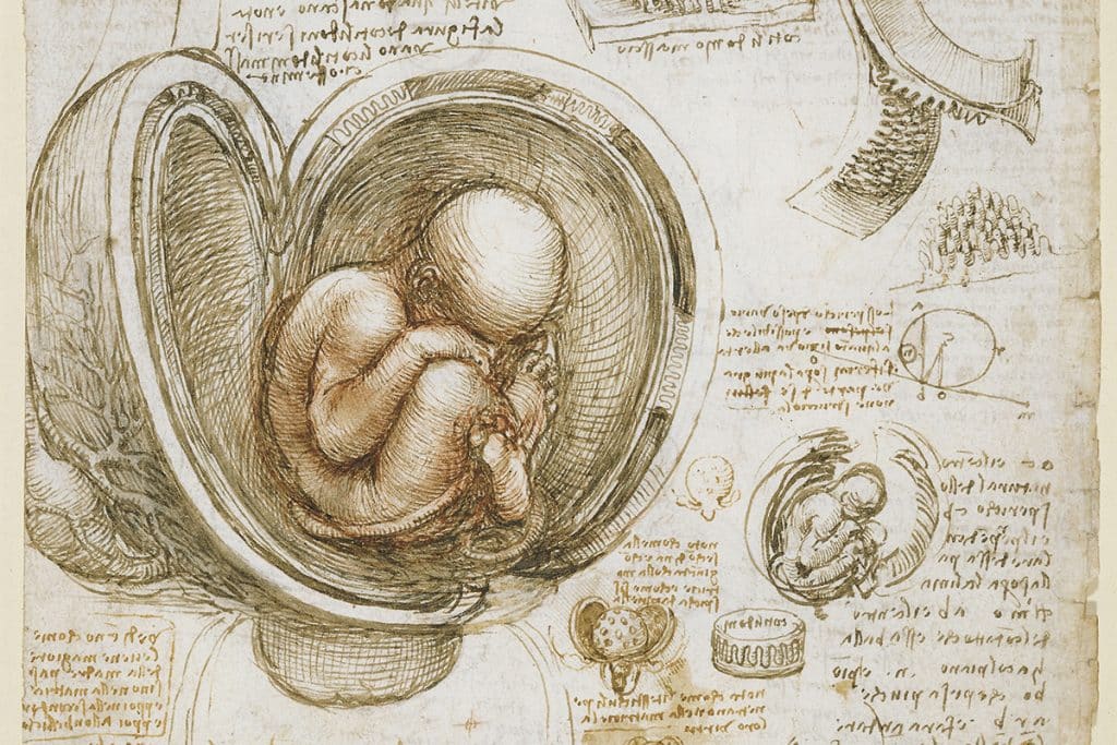 Foetus dans l’utérus par Léonard de Vinci, 1511