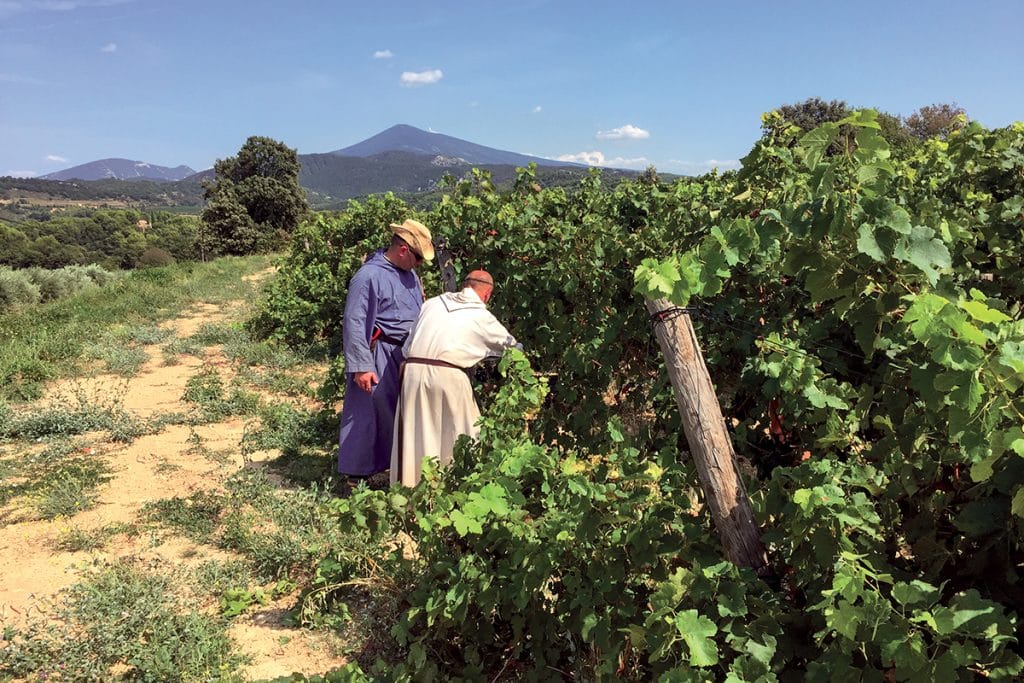 Des moines du Barroux travaillant la vigne.